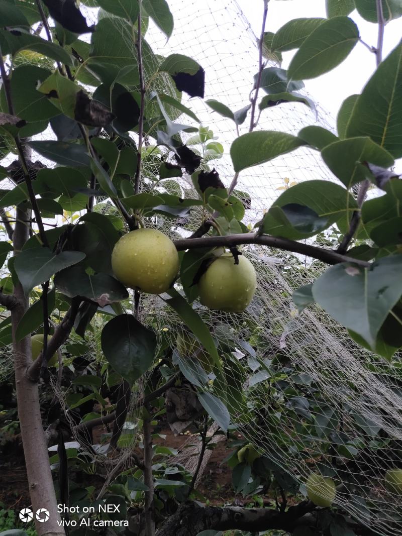 绿宝石梨，圆黄梨，皇冠梨大量上市