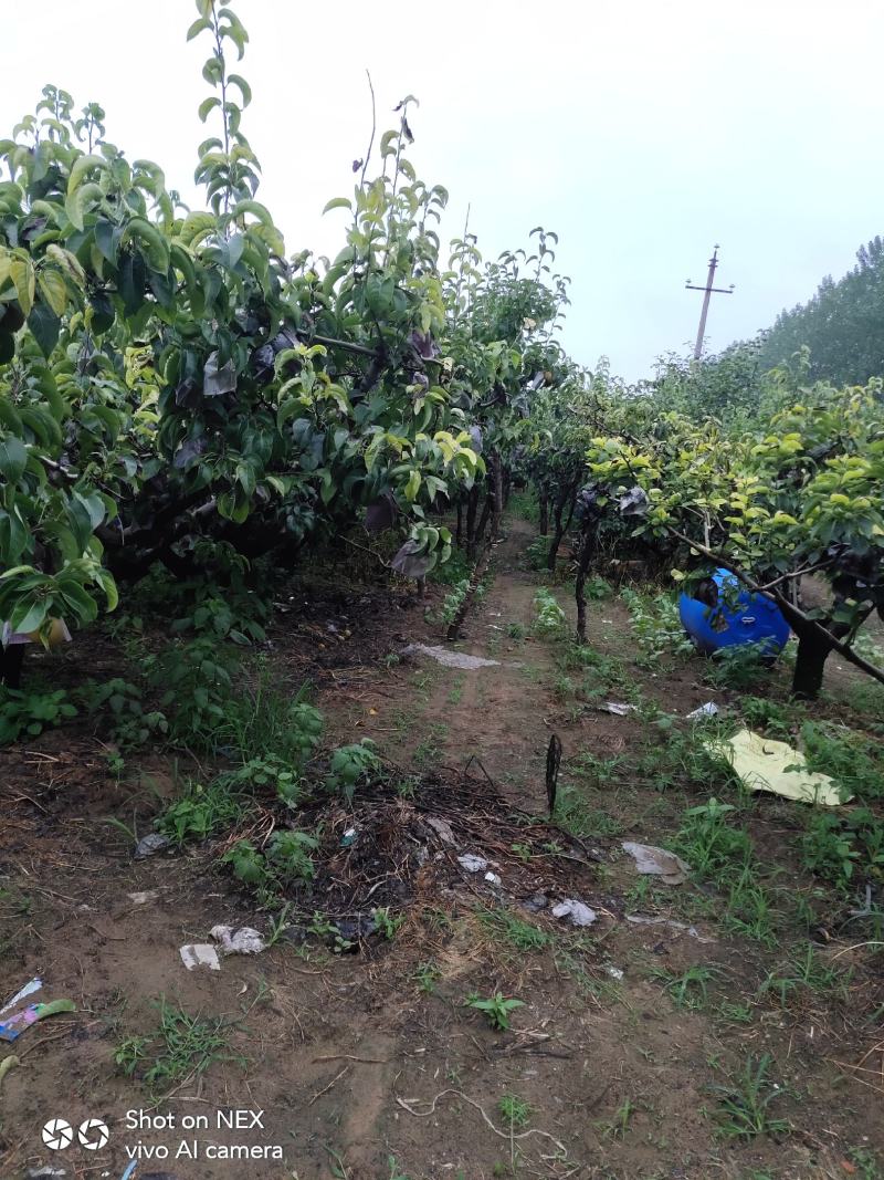 绿宝石梨，圆黄梨，皇冠梨大量上市