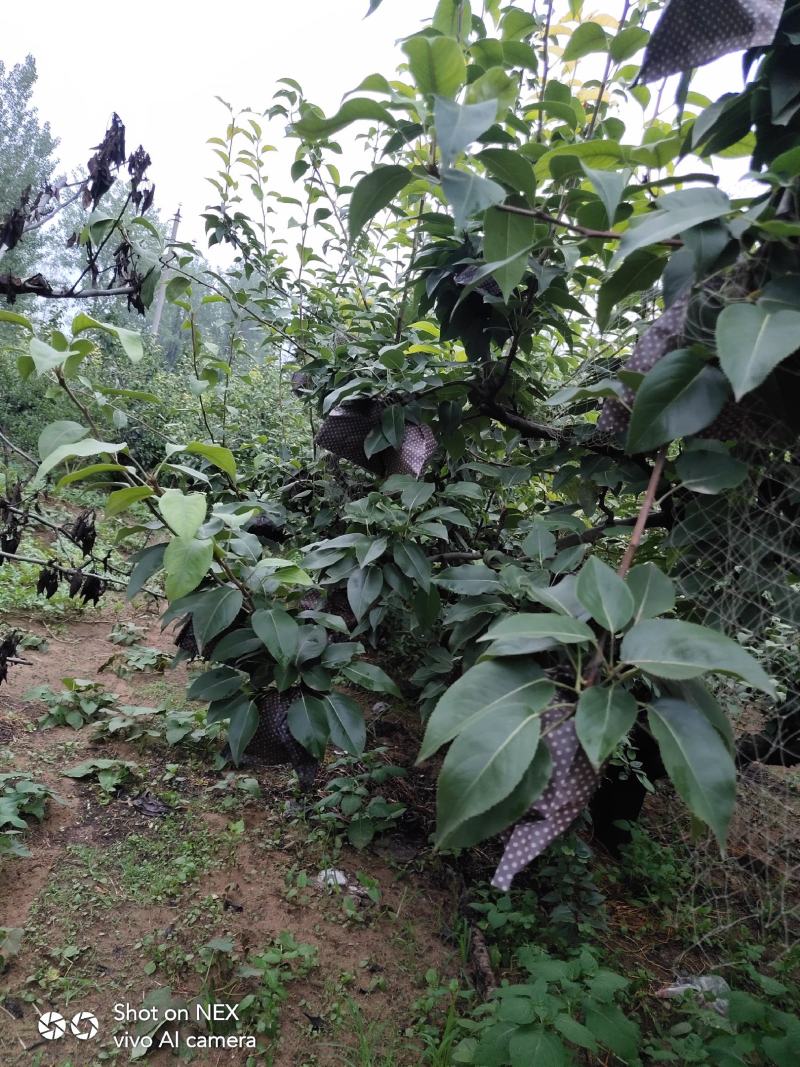 绿宝石梨，圆黄梨，皇冠梨大量上市