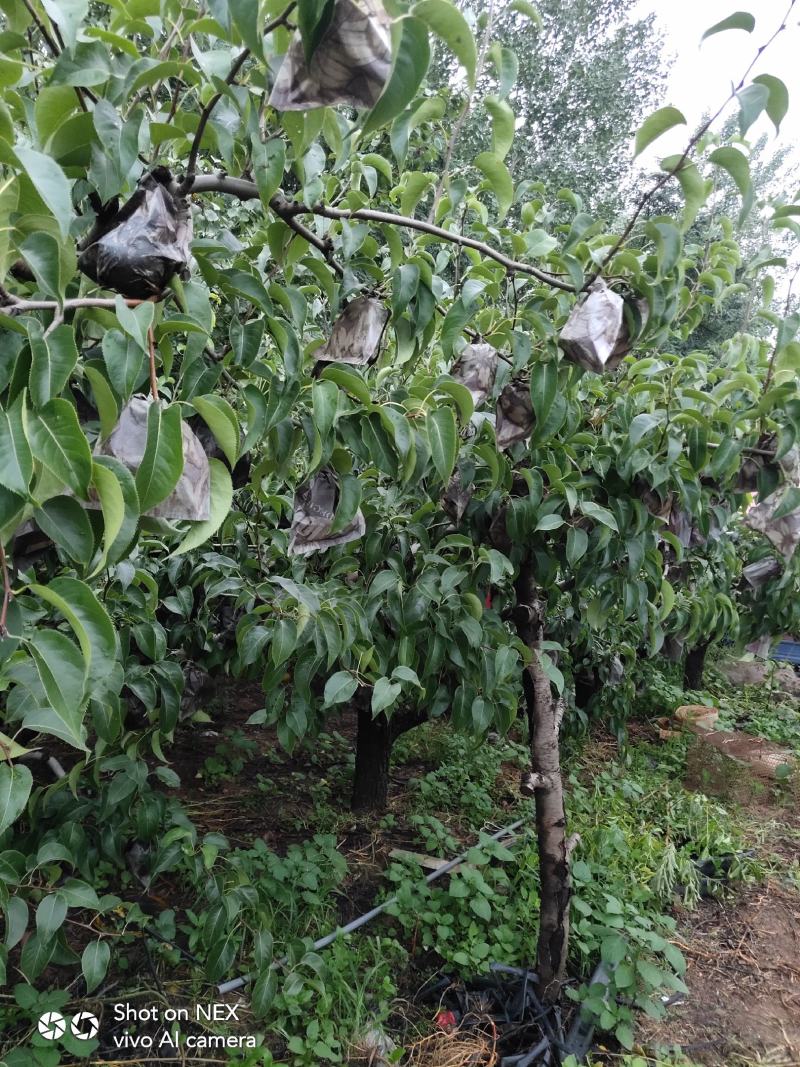 绿宝石梨，圆黄梨，皇冠梨大量上市