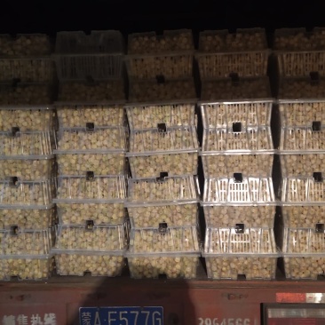 大安黄菇娘果大量上市中大中小果现摘现发产地直销