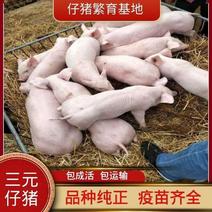 【三元仔猪40-50斤】猪场直供品相好体格壮包成活