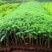 杉树苗18x18黑袋