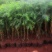 杉树苗18x18黑袋