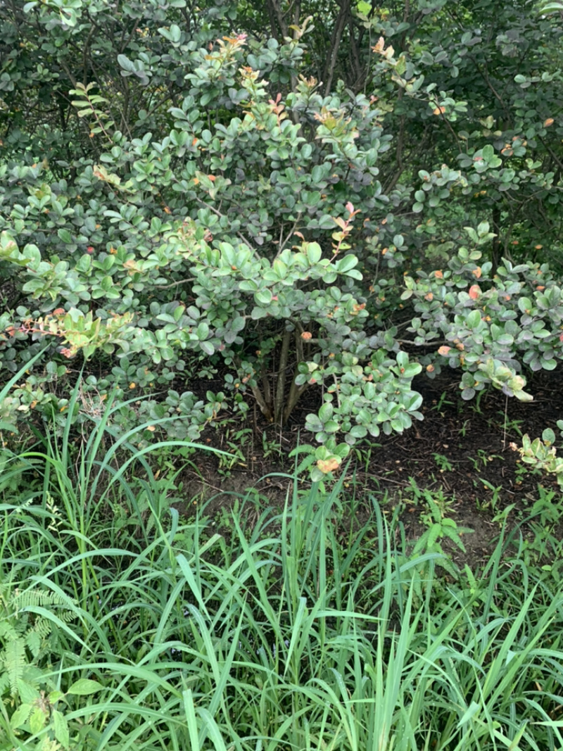 丛生大紫薇树，主杆5公分粗，高度3～4米高丛生紫薇