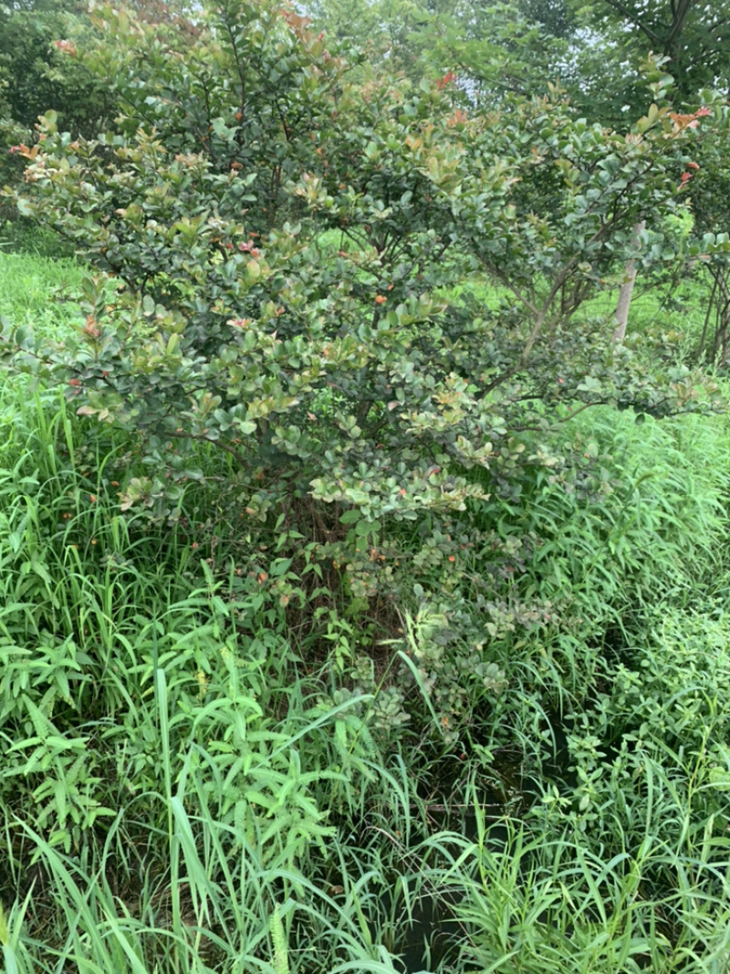 丛生大紫薇树，主杆5公分粗，高度3～4米高丛生紫薇
