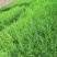 藏柏，圆柏，荒山造林，大量出信