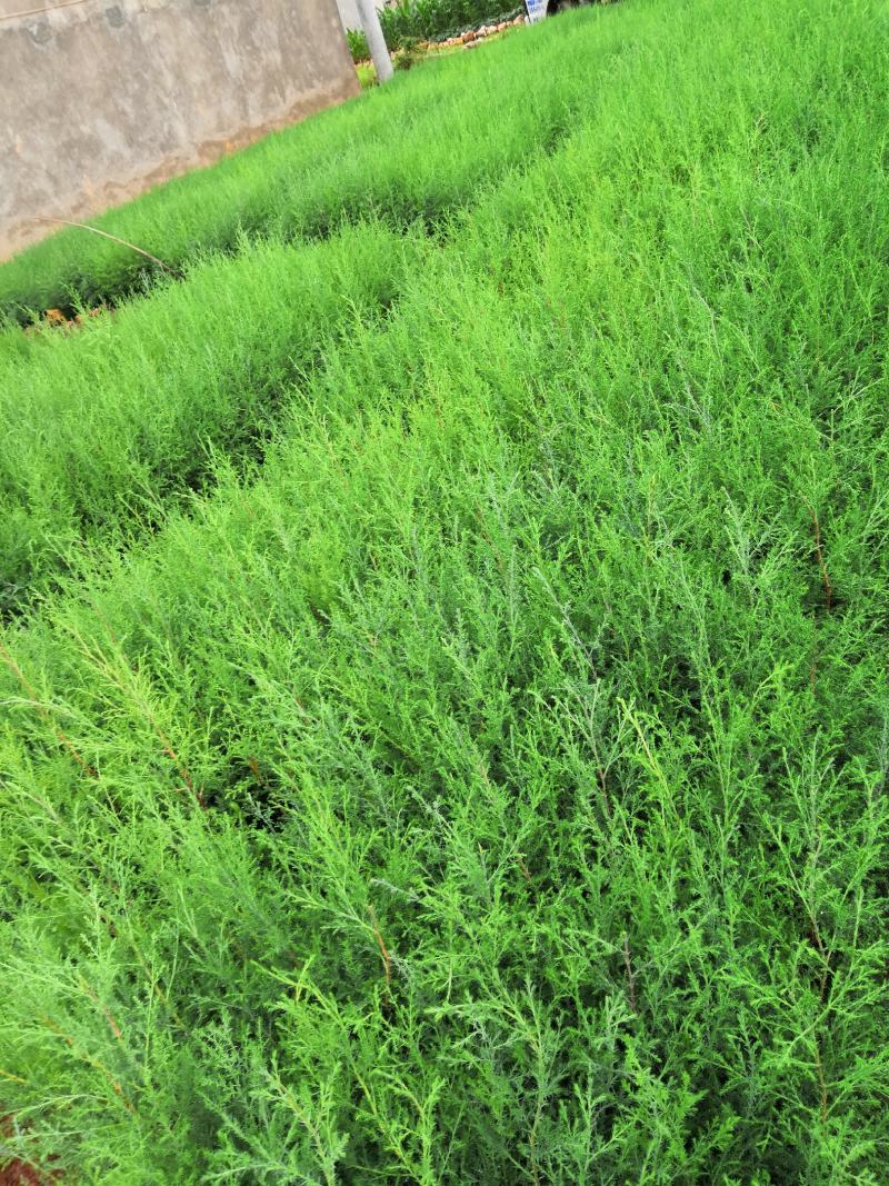 藏柏，圆柏，荒山造林，大量出信