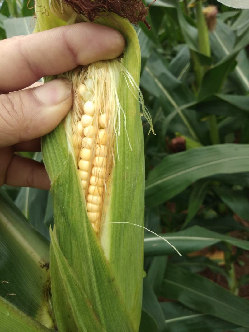 鲜玉米，自家种植，无中介