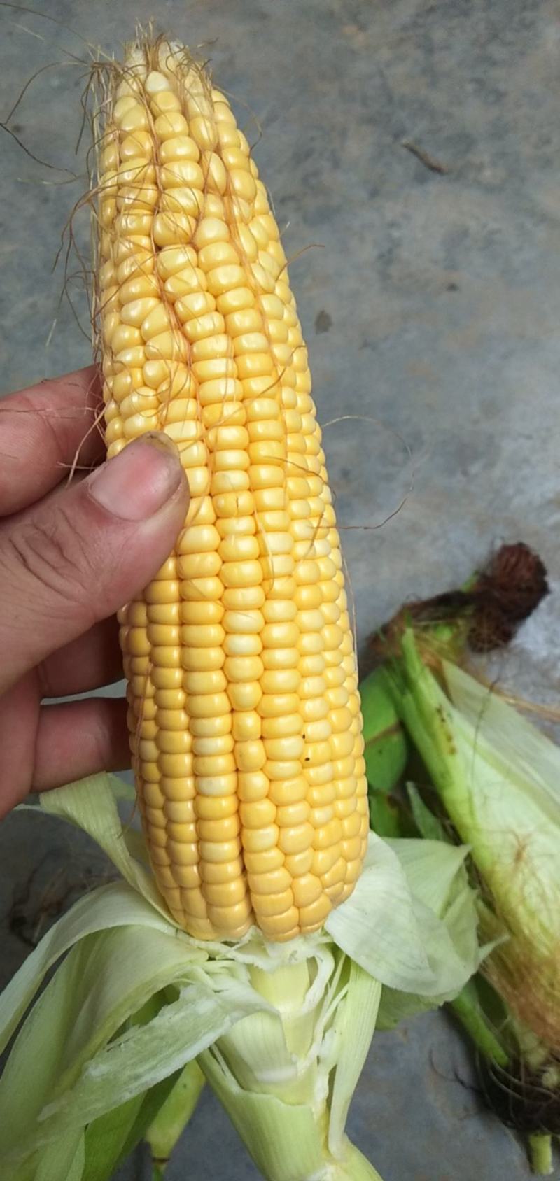鲜玉米，自家种植，无中介