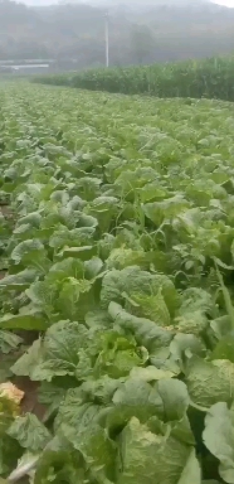 精品白菜处理了价格美丽可走净菜毛菜