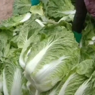 精品白菜处理了价格美丽可走净菜毛菜