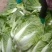 精品白菜处理了价格美丽可走净菜毛菜