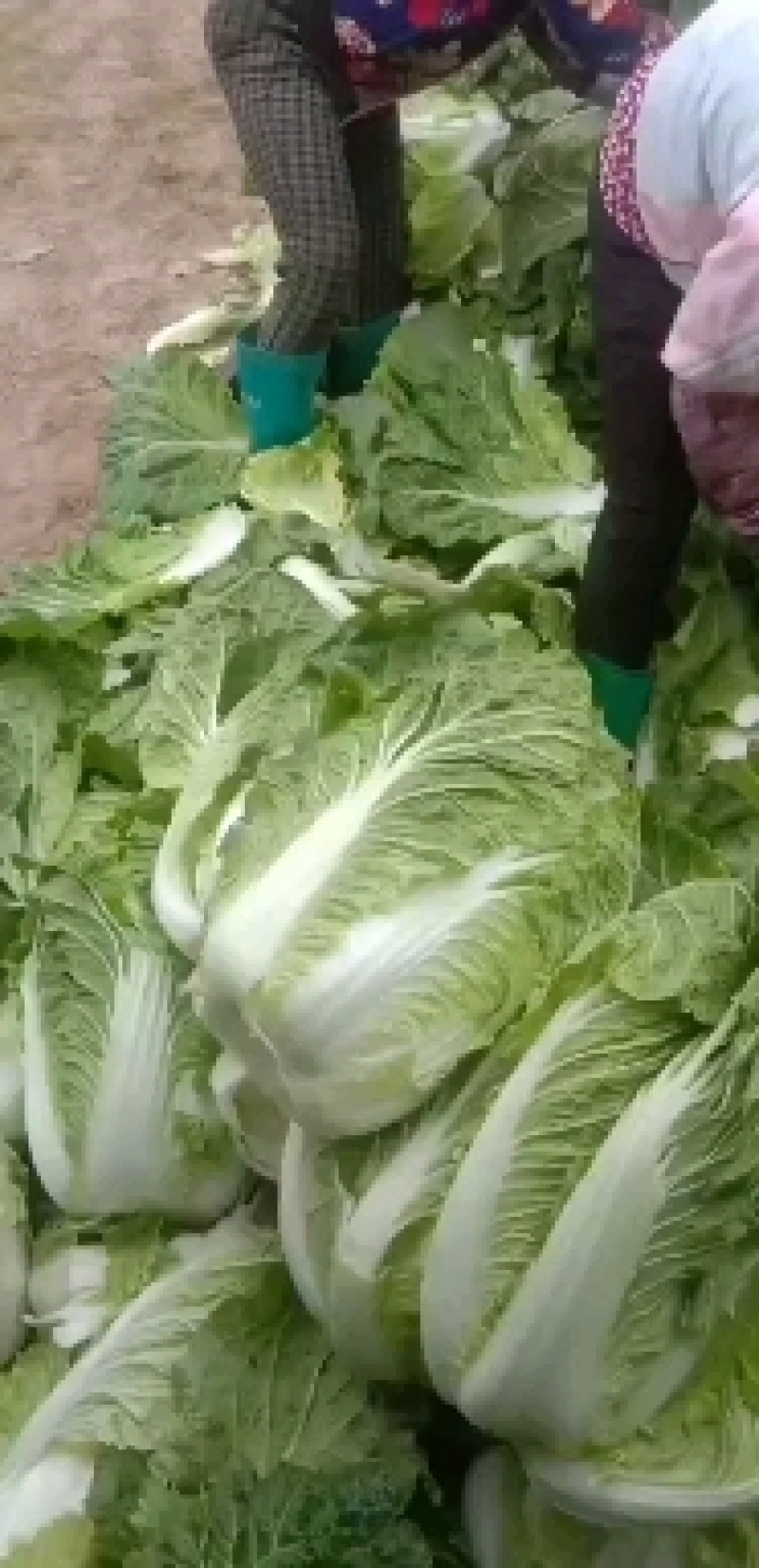 精品白菜处理了价格美丽可走净菜毛菜