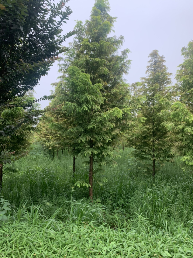 金叶水衫，厂家直销批发金叶水衫，金叶水衫树，落羽衫树