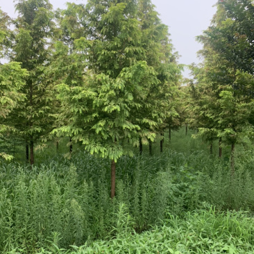 金叶水衫，厂家直销批发金叶水衫，金叶水衫树，落羽衫树