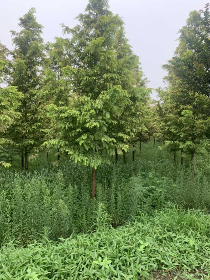 金叶水衫，厂家直销批发金叶水衫，金叶水衫树，落羽衫树