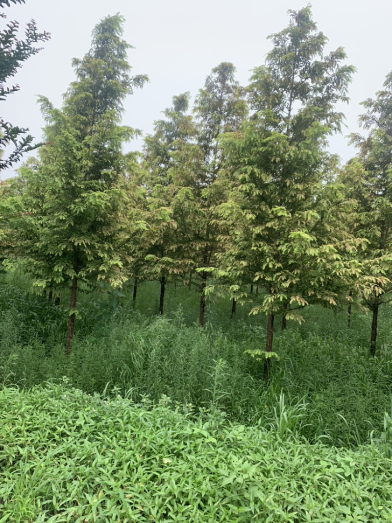 金叶水衫，厂家直销批发金叶水衫，金叶水衫树，落羽衫树