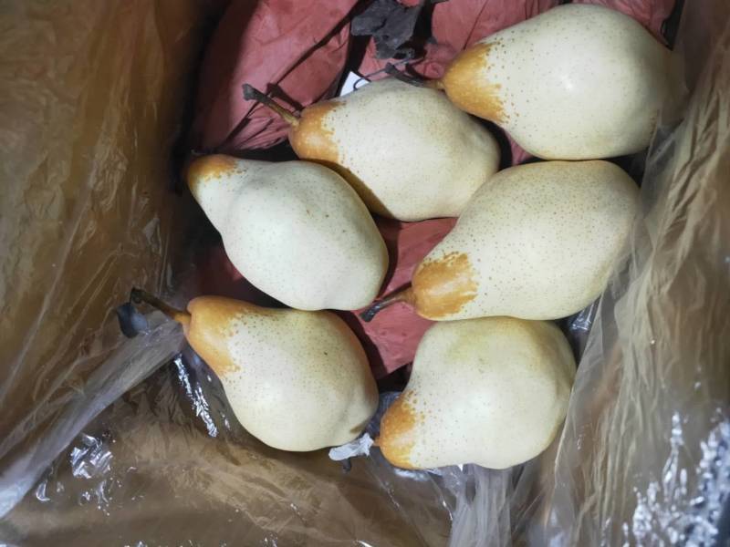 ，贵妃梨，梨白，肉细，口感好吃，好运输，产地直销，每天供