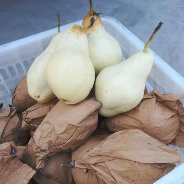 ，贵妃梨，梨白，肉细，口感好吃，好运输，产地直销，每天供