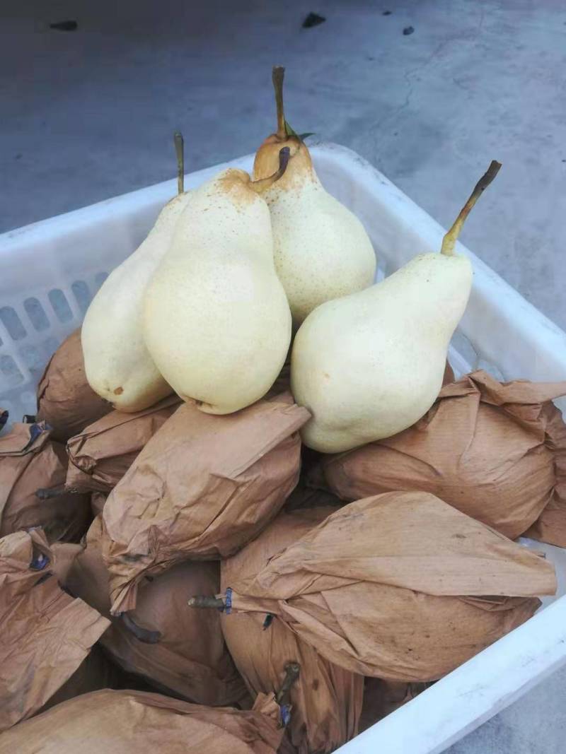 ，贵妃梨，梨白，肉细，口感好吃，好运输，产地直销，每天供