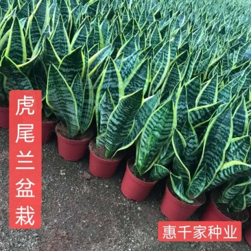 虎皮兰盆栽高脚矮脚金边虎尾兰盆栽白玉哈尼荷花虎耳虎尾兰