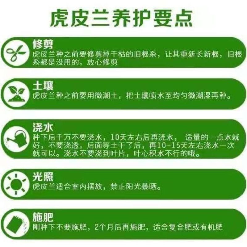 虎皮兰盆栽高脚矮脚金边虎尾兰盆栽白玉哈尼荷花虎耳虎尾兰