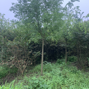 江苏苗圃丝棉木，8～10公分丝棉木价格，大量现货供应充足