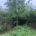 江苏苗圃丝棉木，8～10公分丝棉木价格，大量现货供应充足