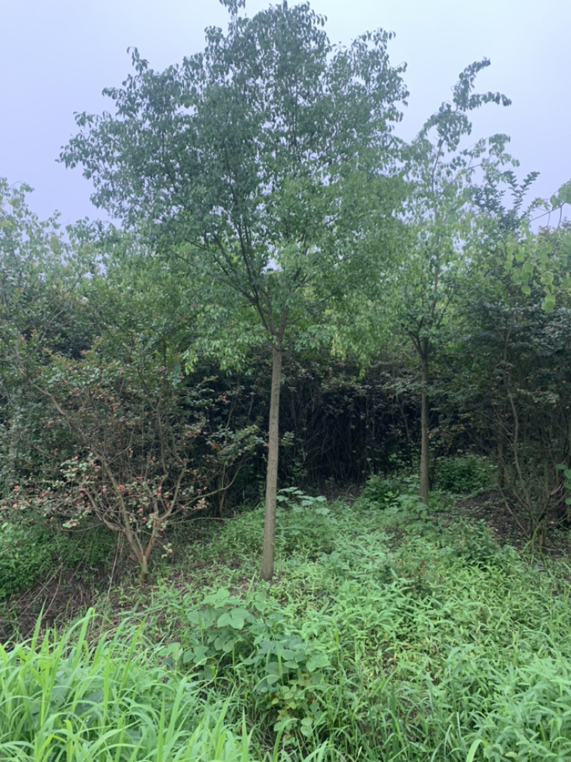 江苏苗圃丝棉木，8～10公分丝棉木价格，大量现货供应充足