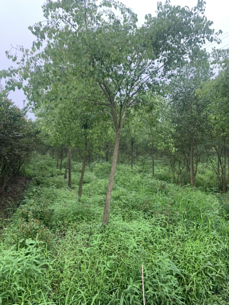江苏苗圃丝棉木，8～10公分丝棉木价格，大量现货供应充足