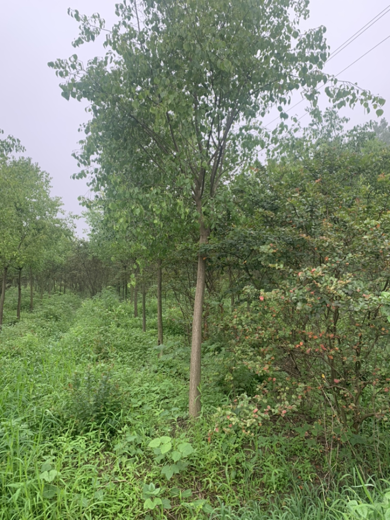 江苏苗圃丝棉木，8～10公分丝棉木价格，大量现货供应充足