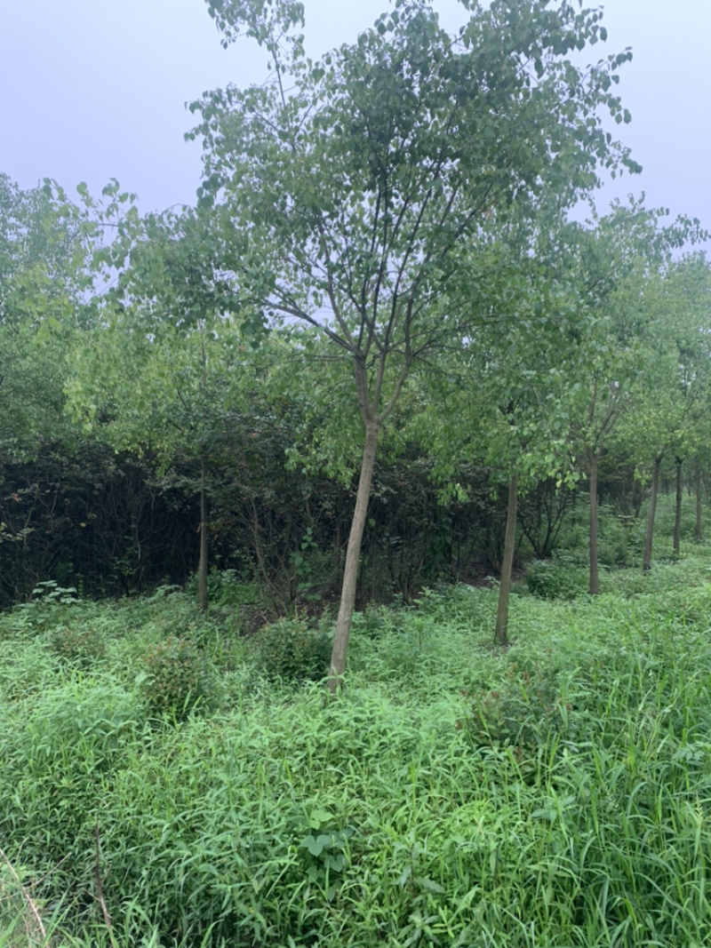 江苏苗圃丝棉木，8～10公分丝棉木价格，大量现货供应充足