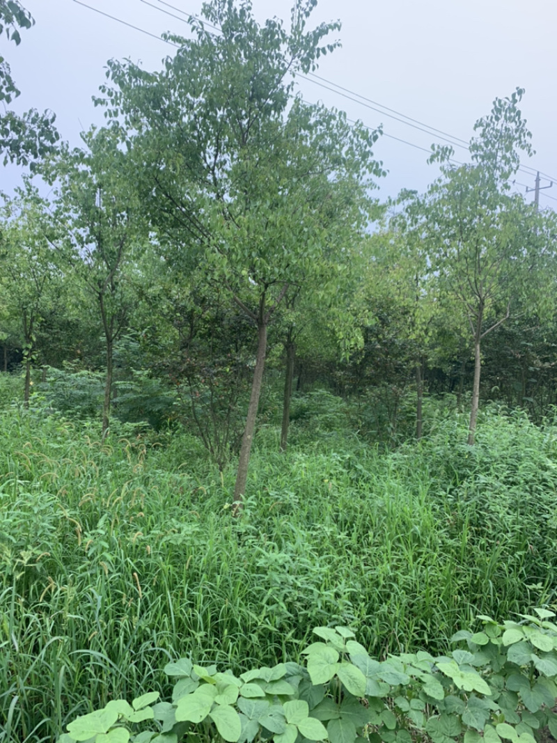 江苏苗圃丝棉木，8～10公分丝棉木价格，大量现货供应充足
