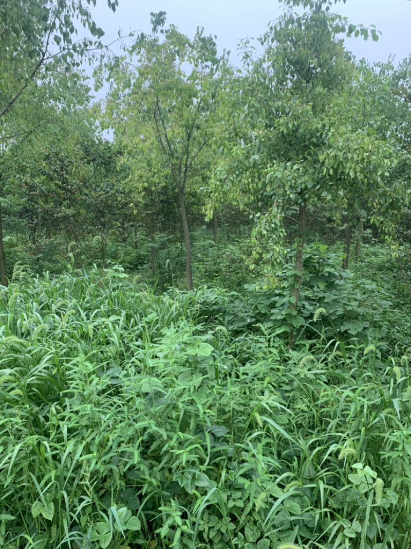 江苏苗圃丝棉木，8～10公分丝棉木价格，大量现货供应充足