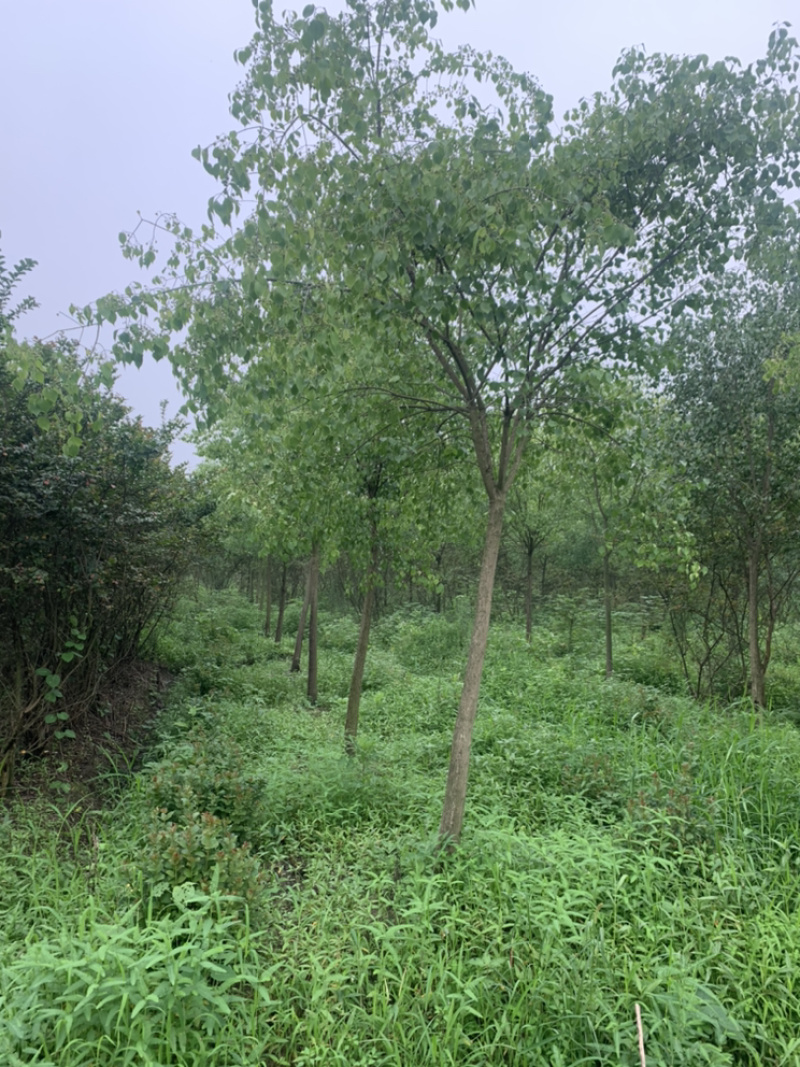江苏苗圃丝棉木，8～10公分丝棉木价格，大量现货供应充足