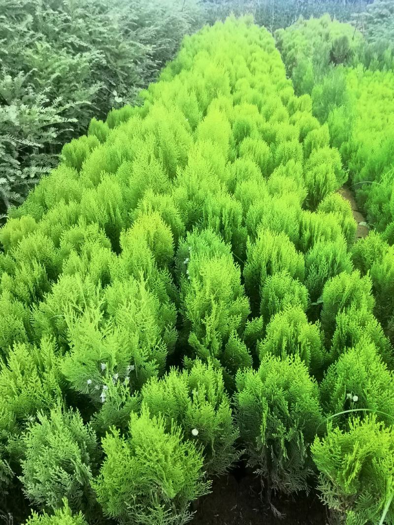 优质洒金柏，各种袋子，大小齐全。
