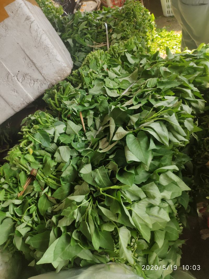 空心菜，50厘米左右！！