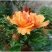 大红花扶桑花盆栽花苗阳台室外庭院四季常绿四季开花好养