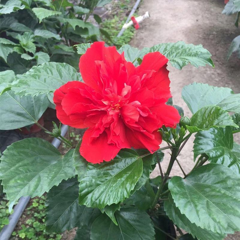 大红花扶桑花盆栽花苗阳台室外庭院四季常绿四季开花好养