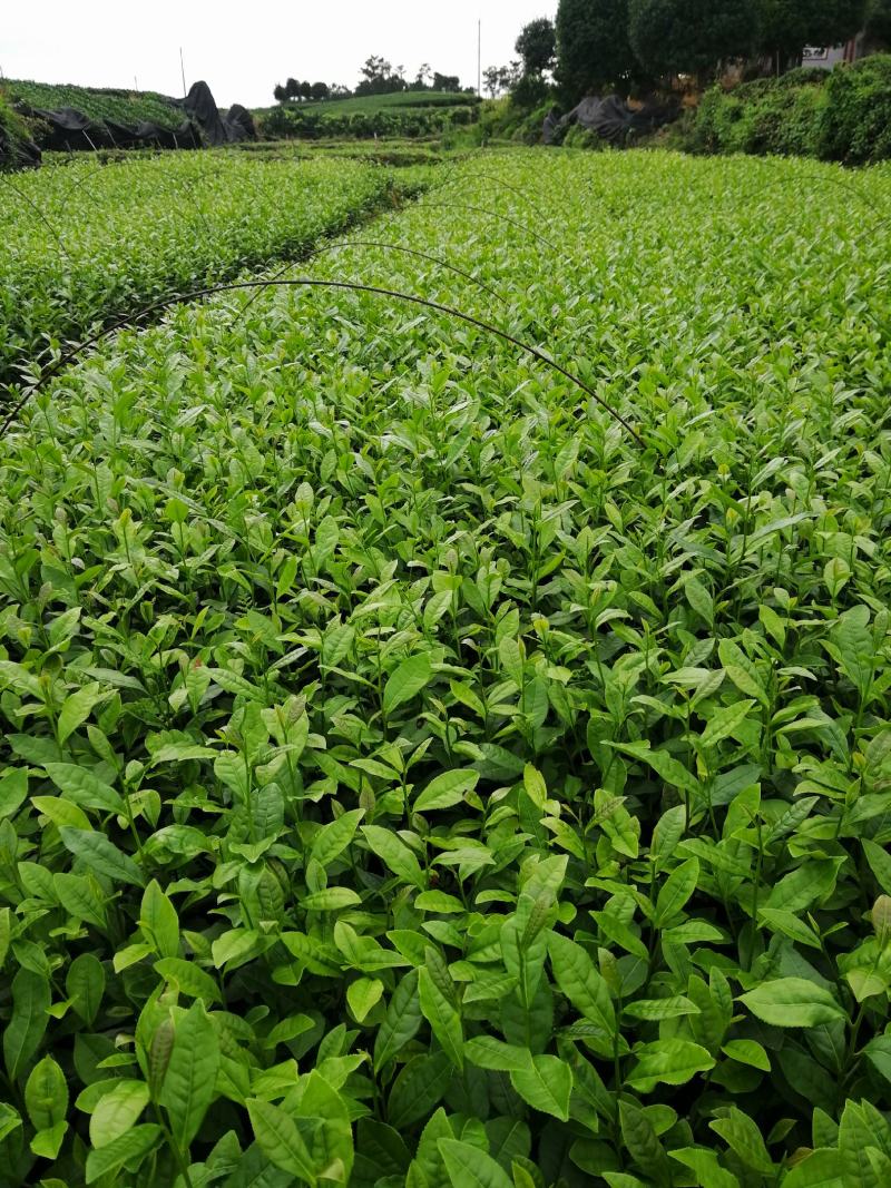 茶树苗，绿化茶树苗(一年苗，二年苗)