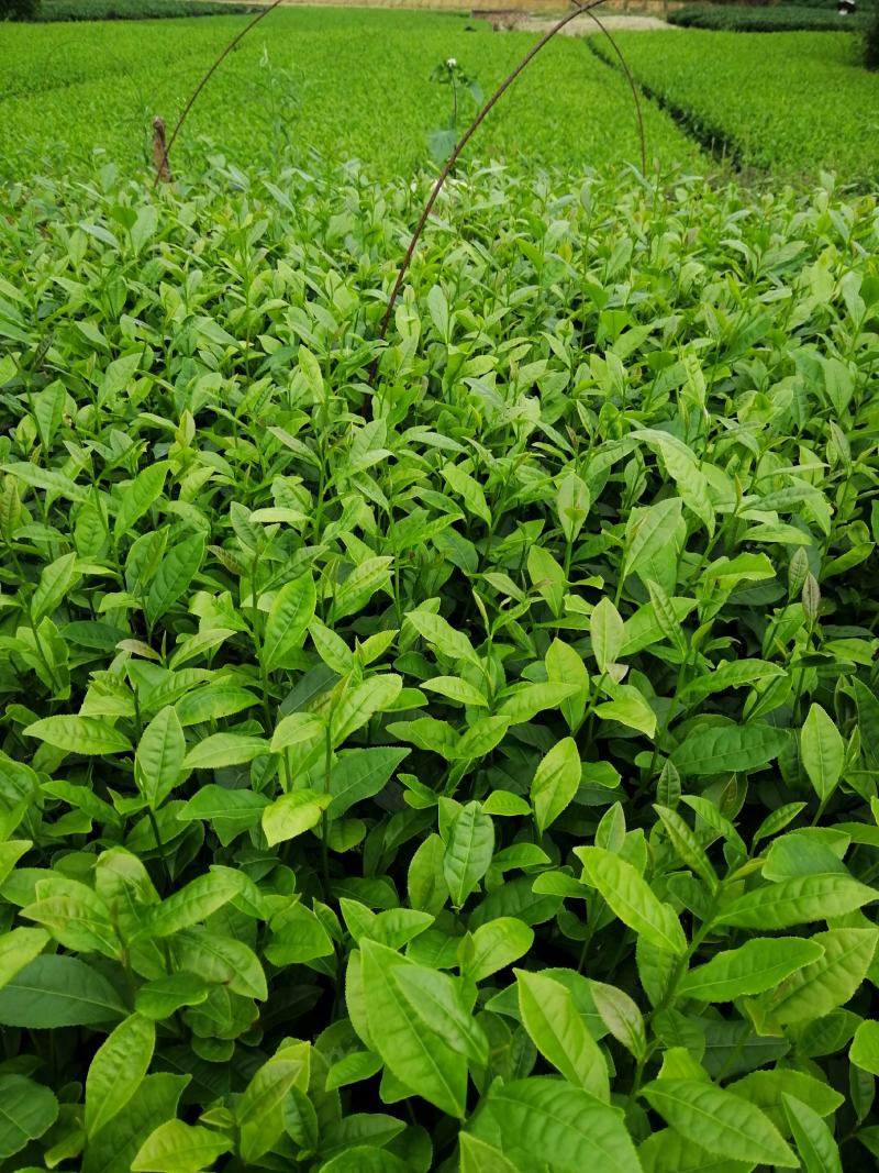 茶树苗，绿化茶树苗(一年苗，二年苗)