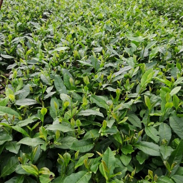 茶树苗，绿化茶树苗(一年苗，二年苗)