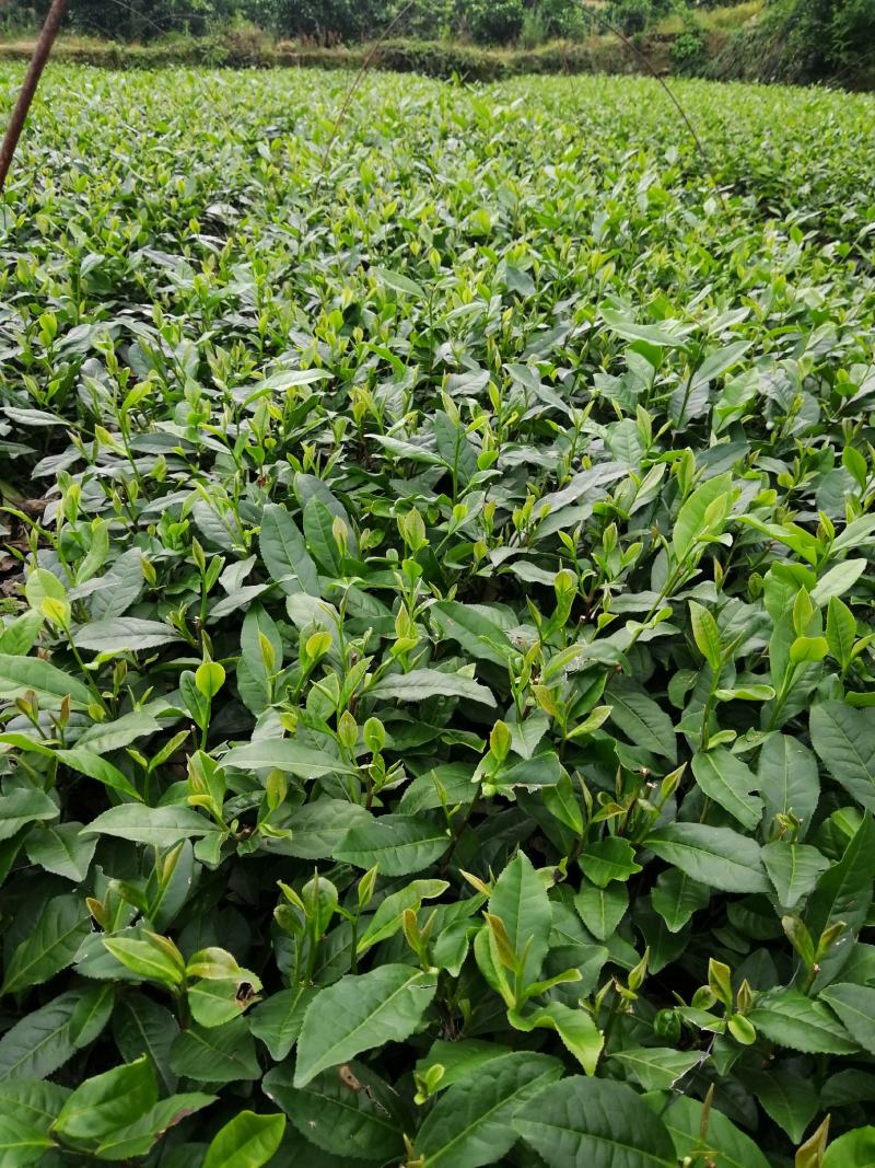 茶树苗，绿化茶树苗(一年苗，二年苗)