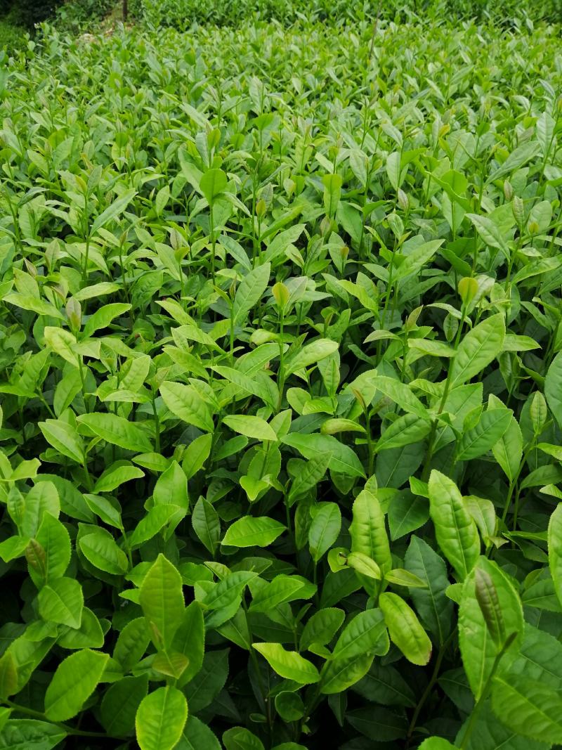 茶树苗，绿化茶树苗(一年苗，二年苗)