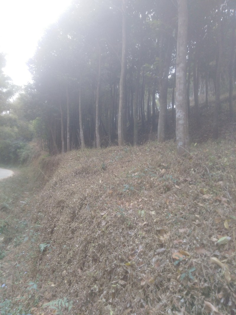 多年沉香树木大量出售