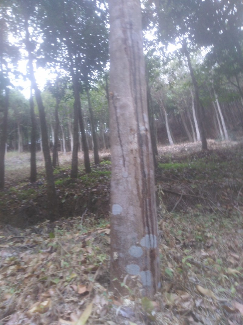 多年沉香树木大量出售