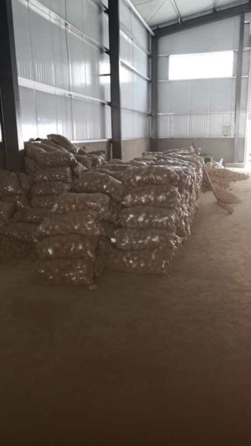 山西忻州土豆大量上市，基地货，品种有荷兰十五，西森6号