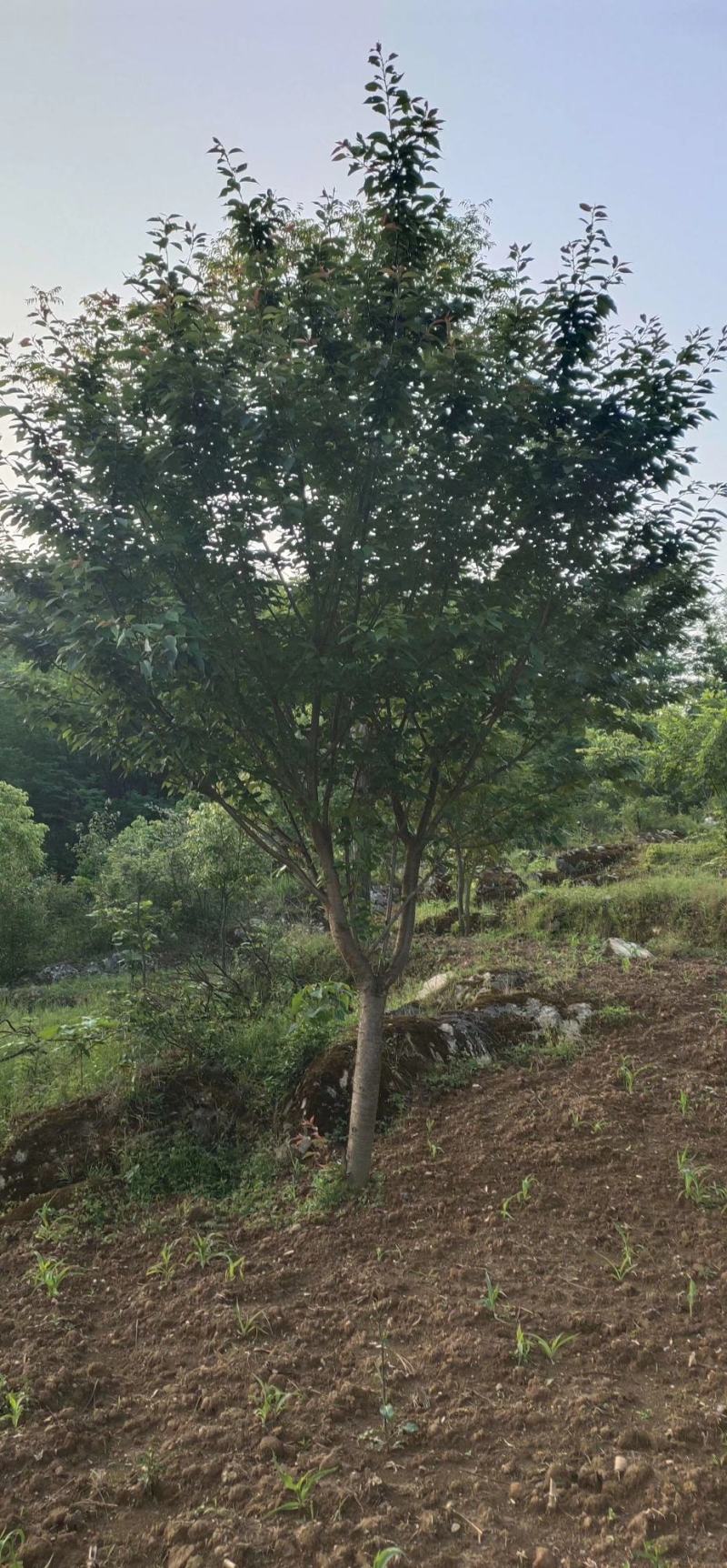 樱花4cm以下，5-15公分的樱花工程树苗，随时发货。