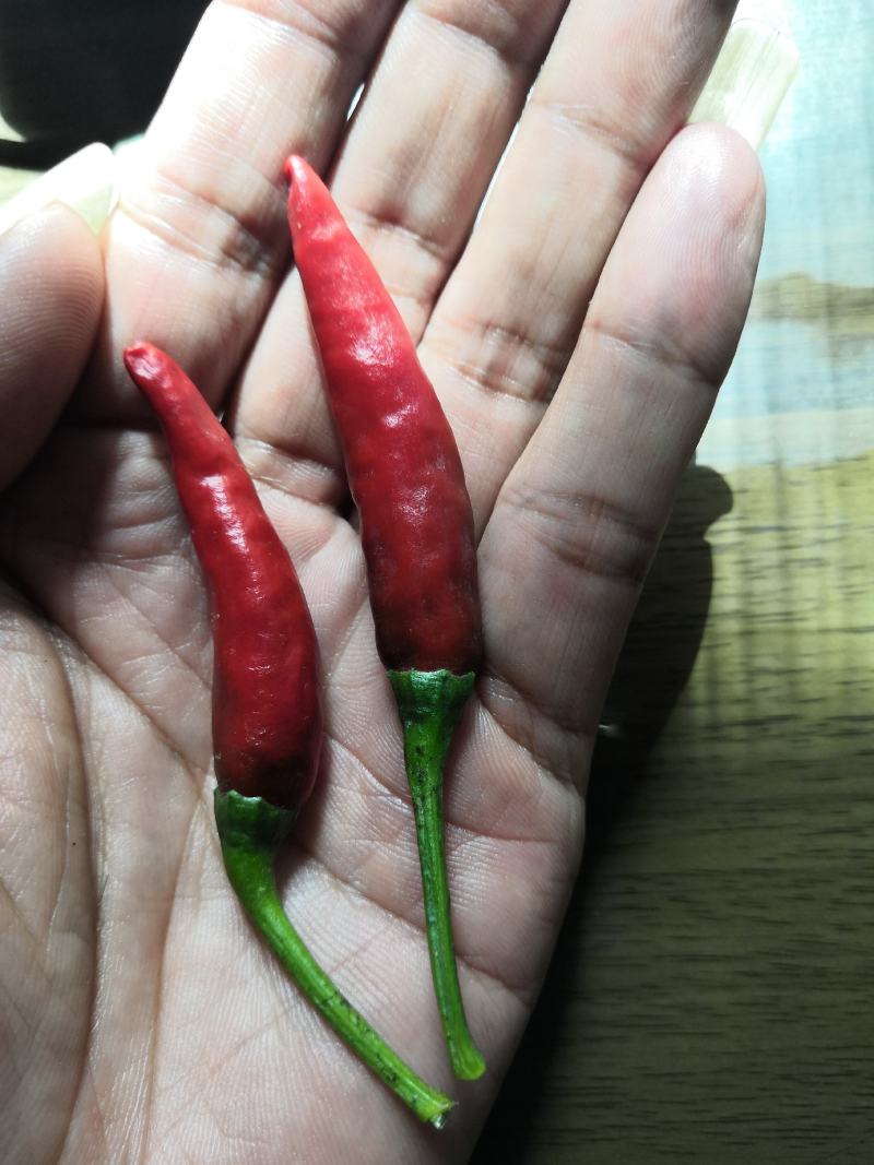 朝天椒，鲜货，质量好，价格低，货源充足，大量出售